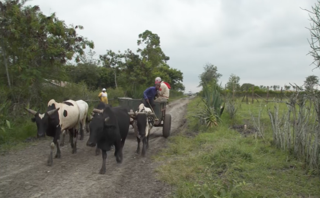 Ox cart