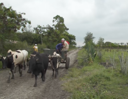 Ox cart